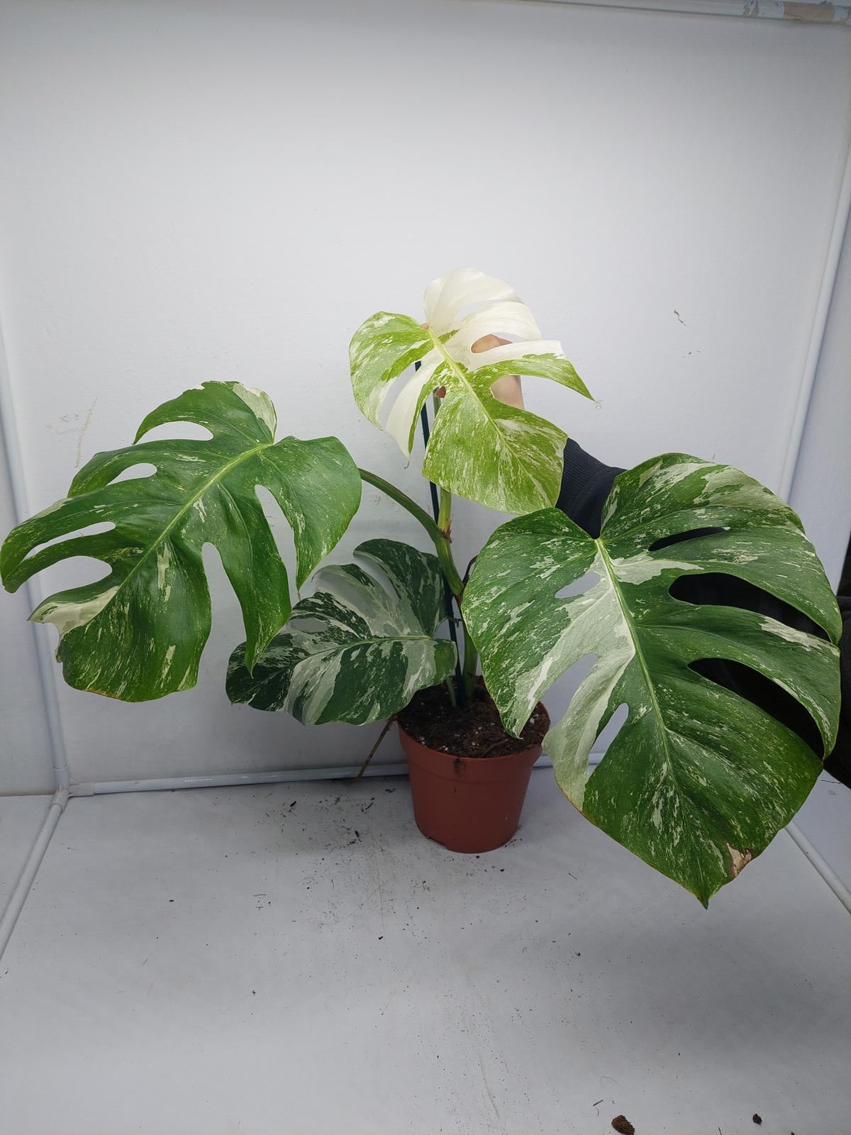 Monstera Variegata (zum aussuchen)