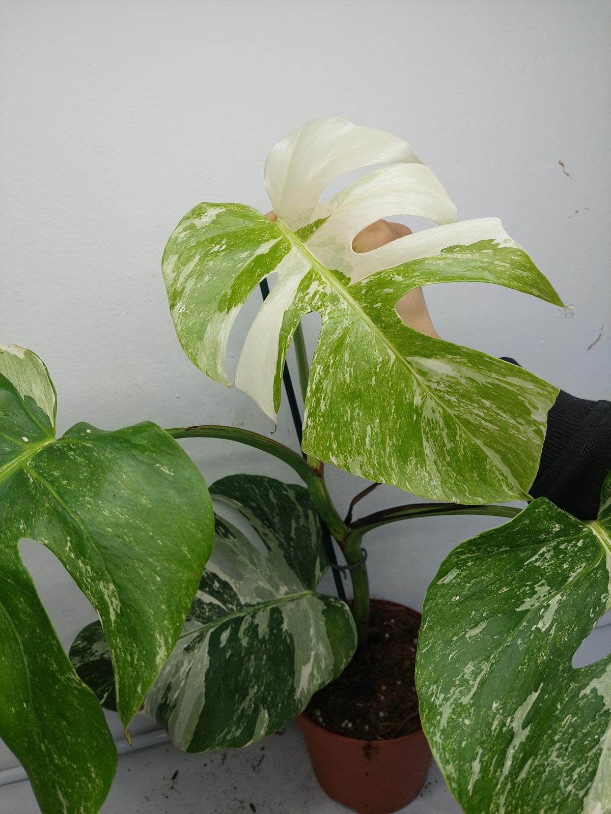 Monstera Variegata (zum aussuchen)