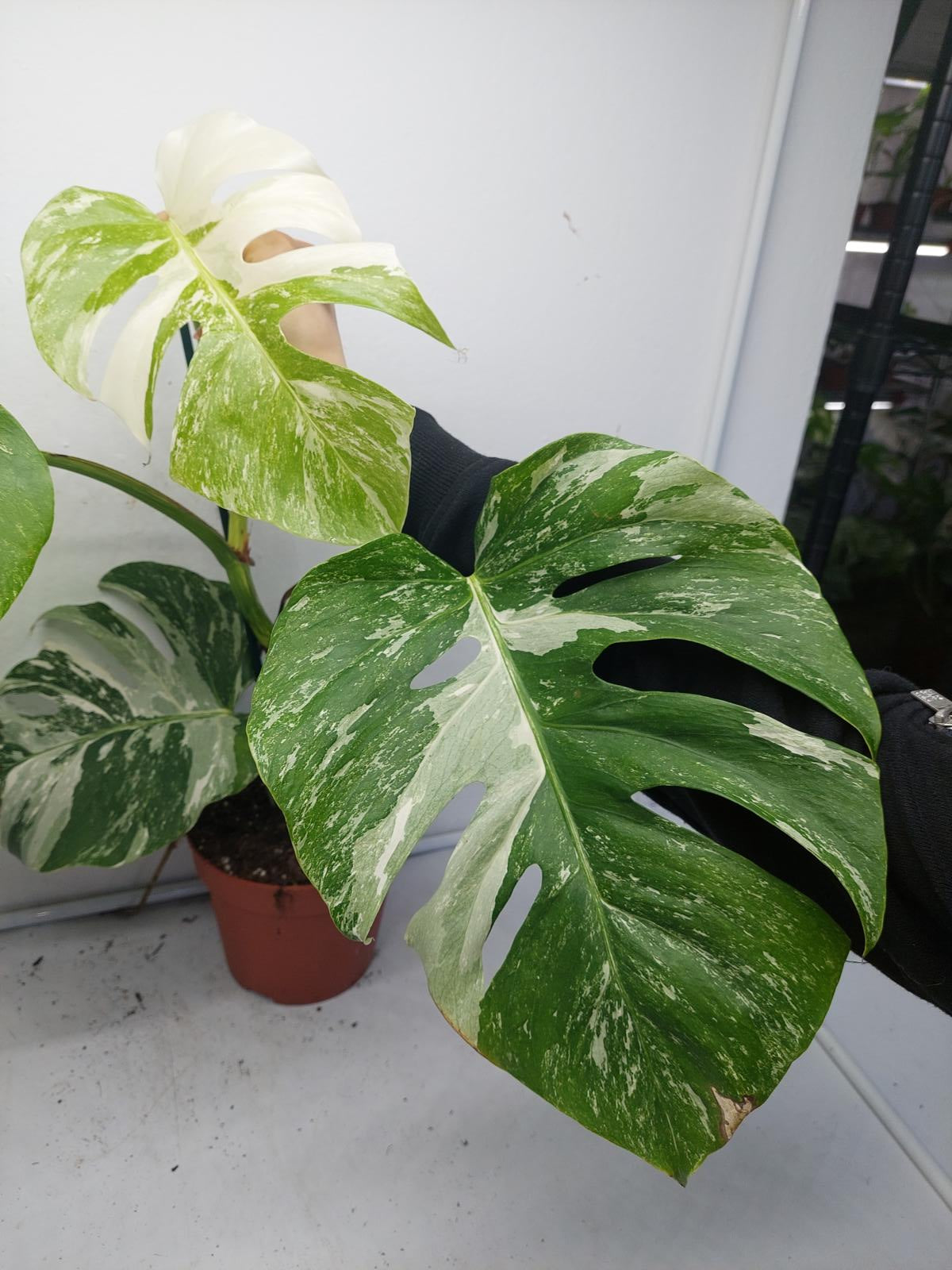 Monstera Variegata (zum aussuchen)