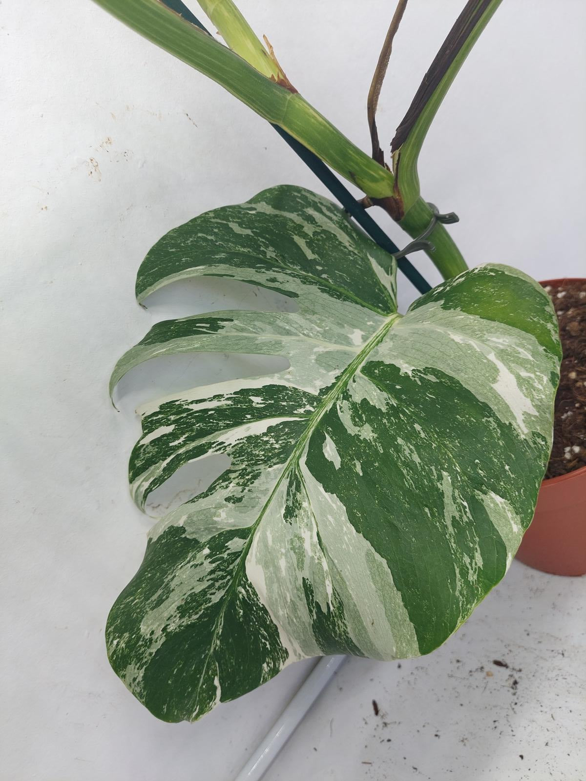 Monstera Variegata (zum aussuchen)