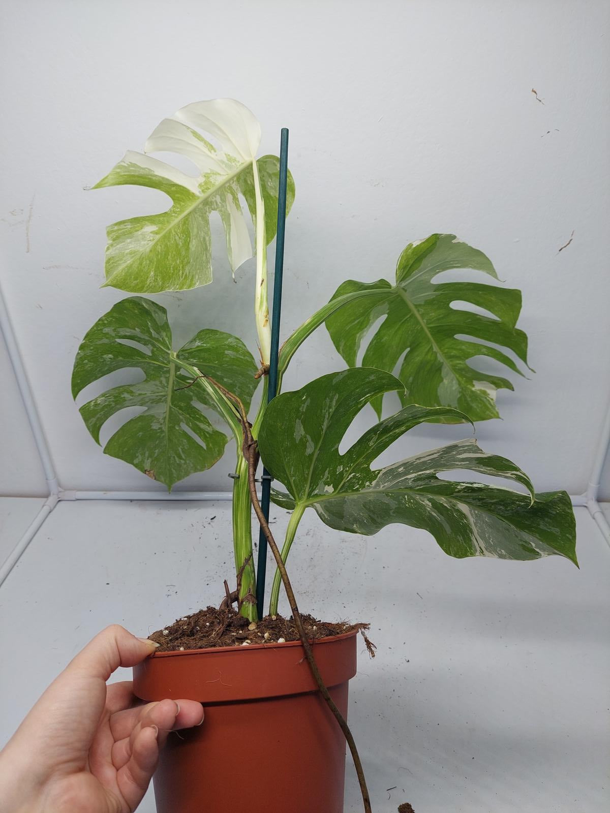 Monstera Variegata (zum aussuchen)