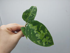 Aglaonema Pictum Tricolor Steckling