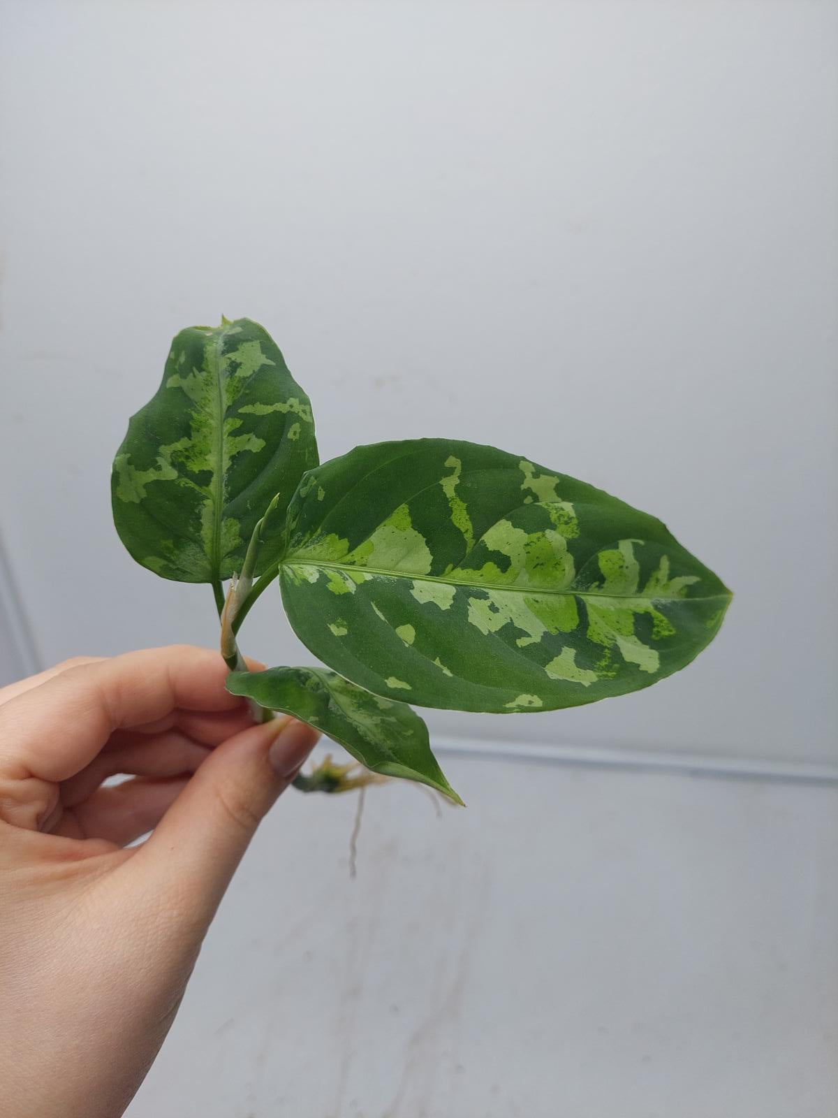 Aglaonema Pictum Tricolor Steckling