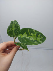 Aglaonema Pictum Tricolor Steckling