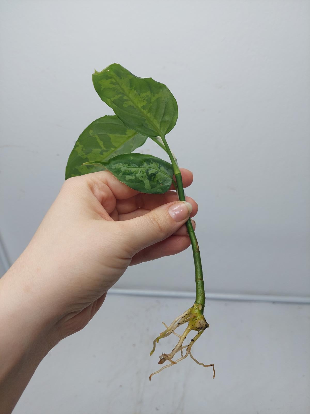 Aglaonema Pictum Tricolor Steckling