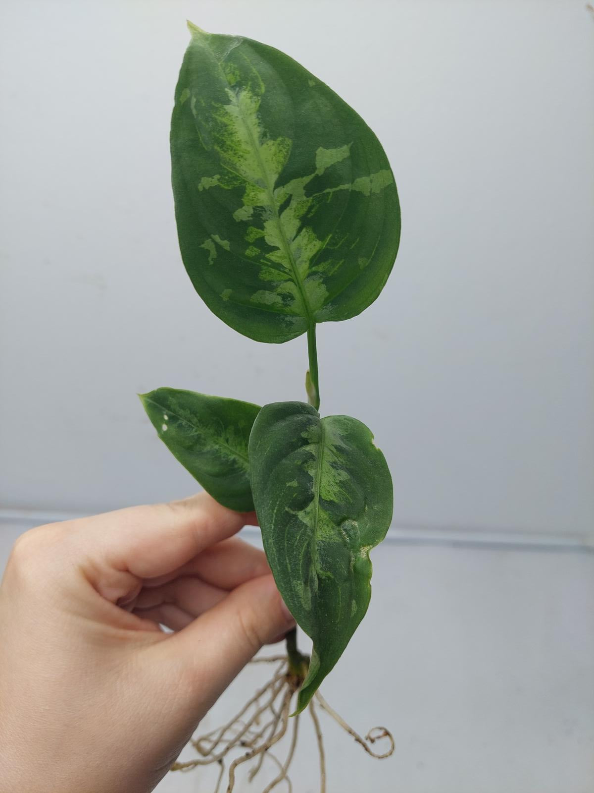 Aglaonema Pictum Tricolor Steckling