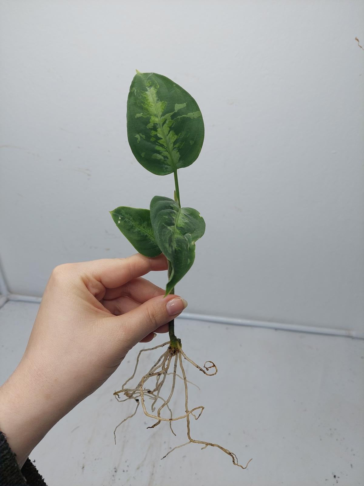 Aglaonema Pictum Tricolor Steckling