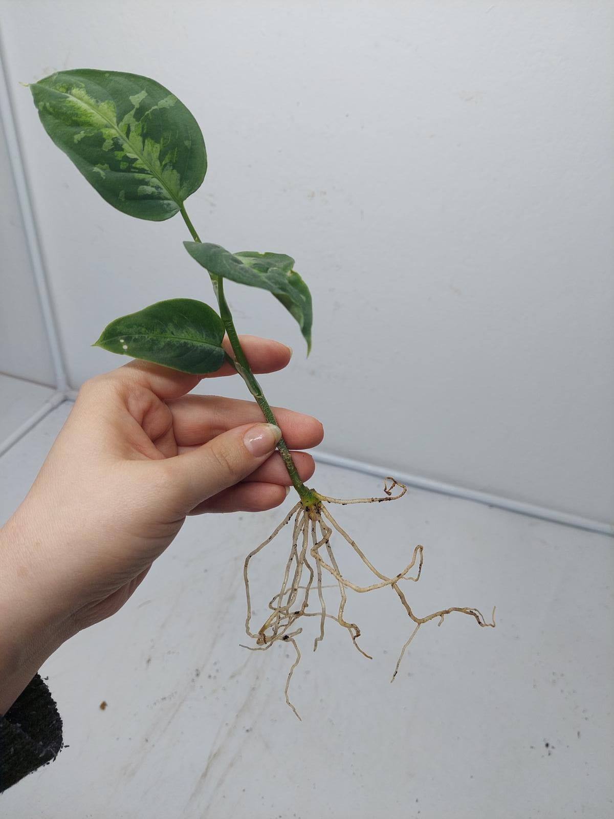 Aglaonema Pictum Tricolor Steckling