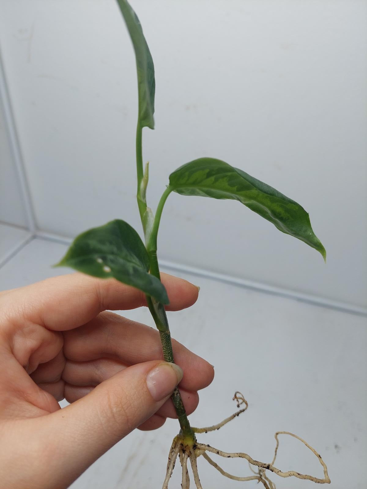 Aglaonema Pictum Tricolor Steckling