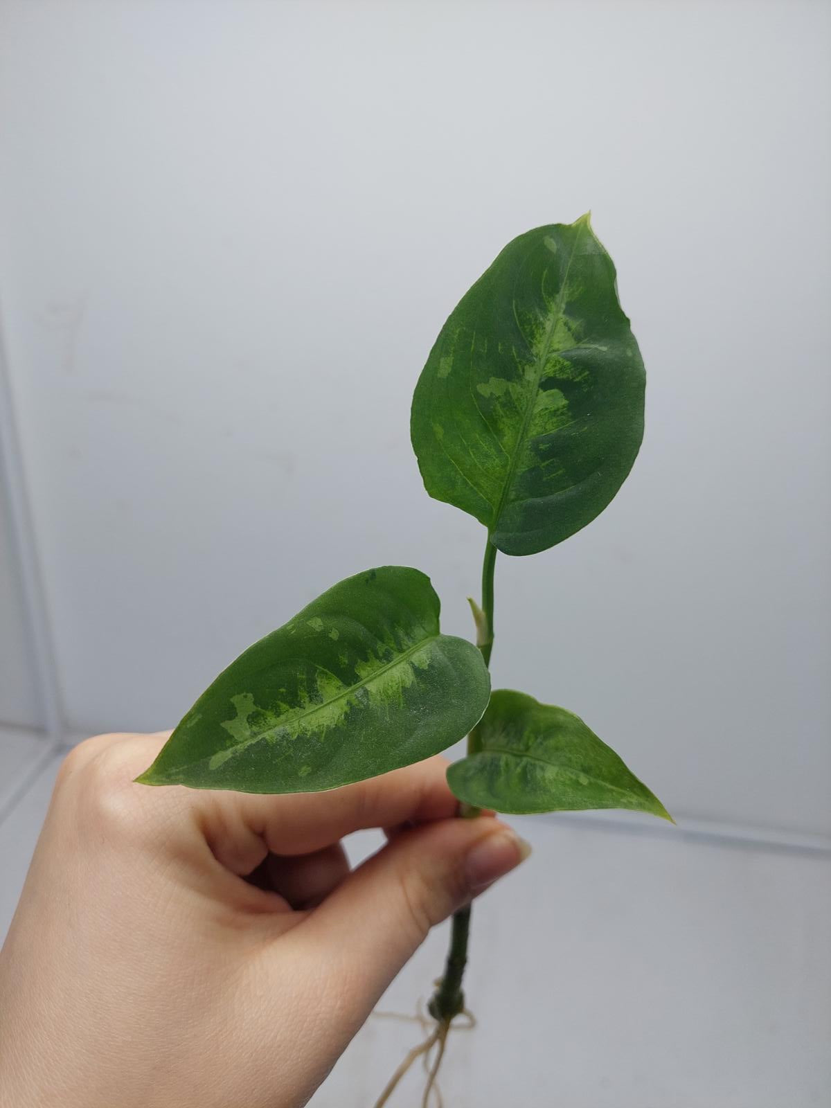 Aglaonema Pictum Tricolor Steckling