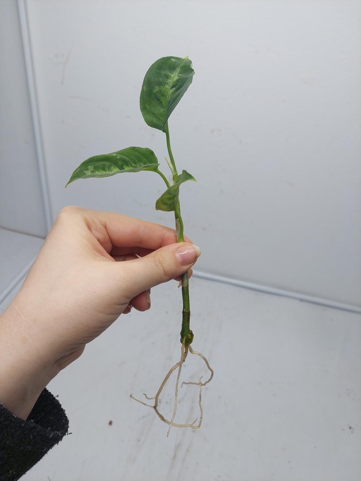 Aglaonema Pictum Tricolor Steckling