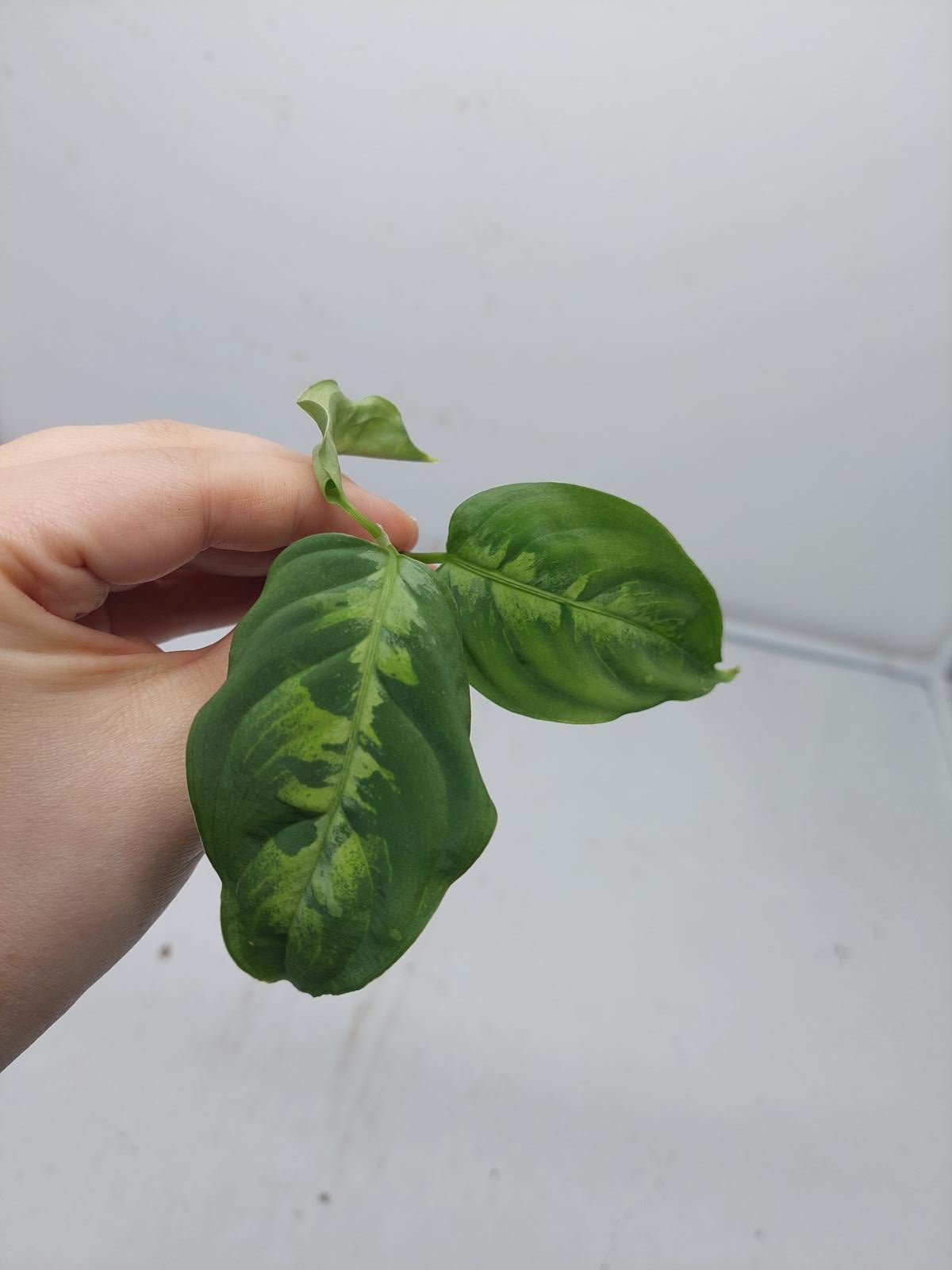 Aglaonema Pictum Tricolor Steckling