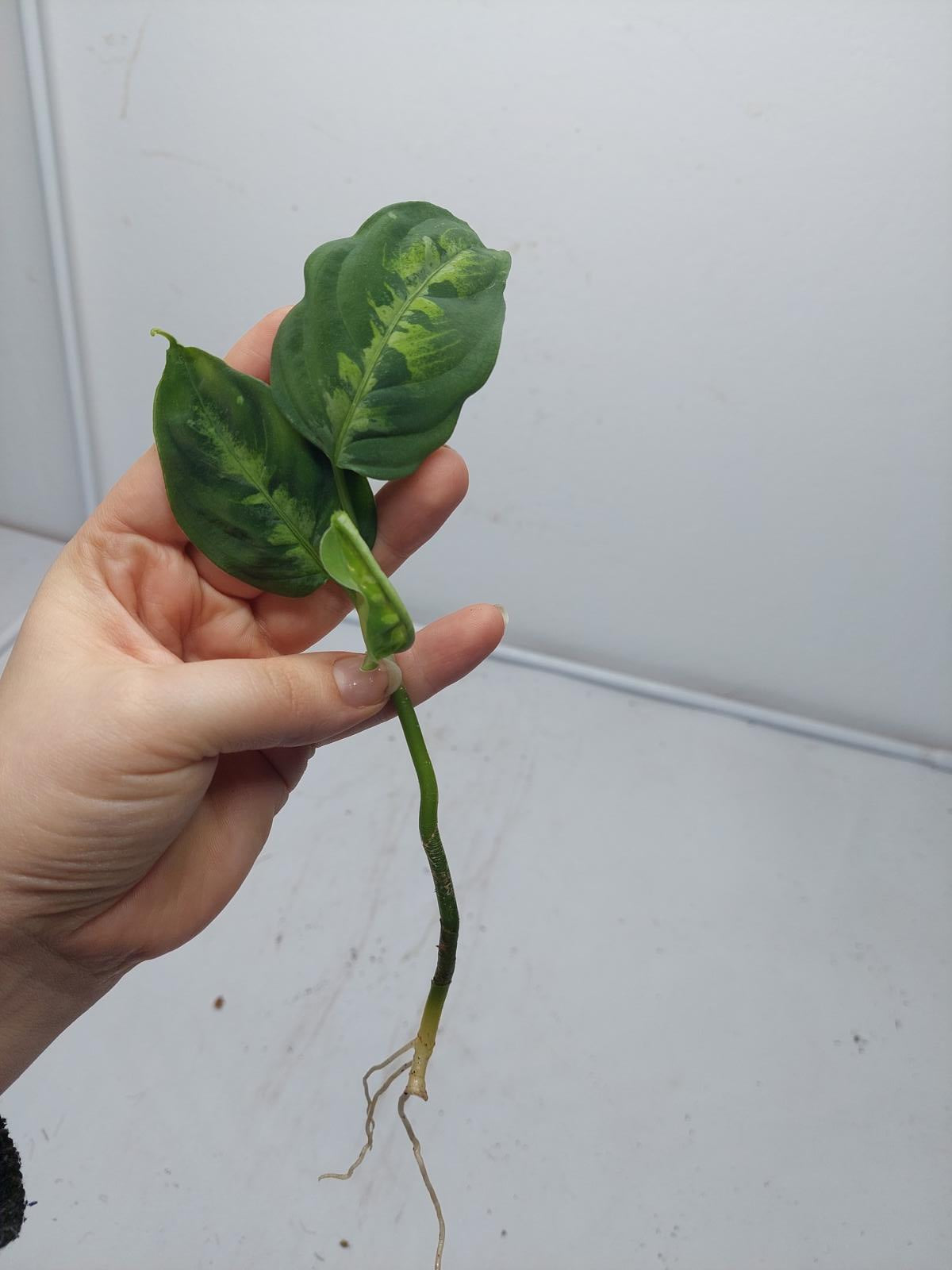 Aglaonema Pictum Tricolor Steckling