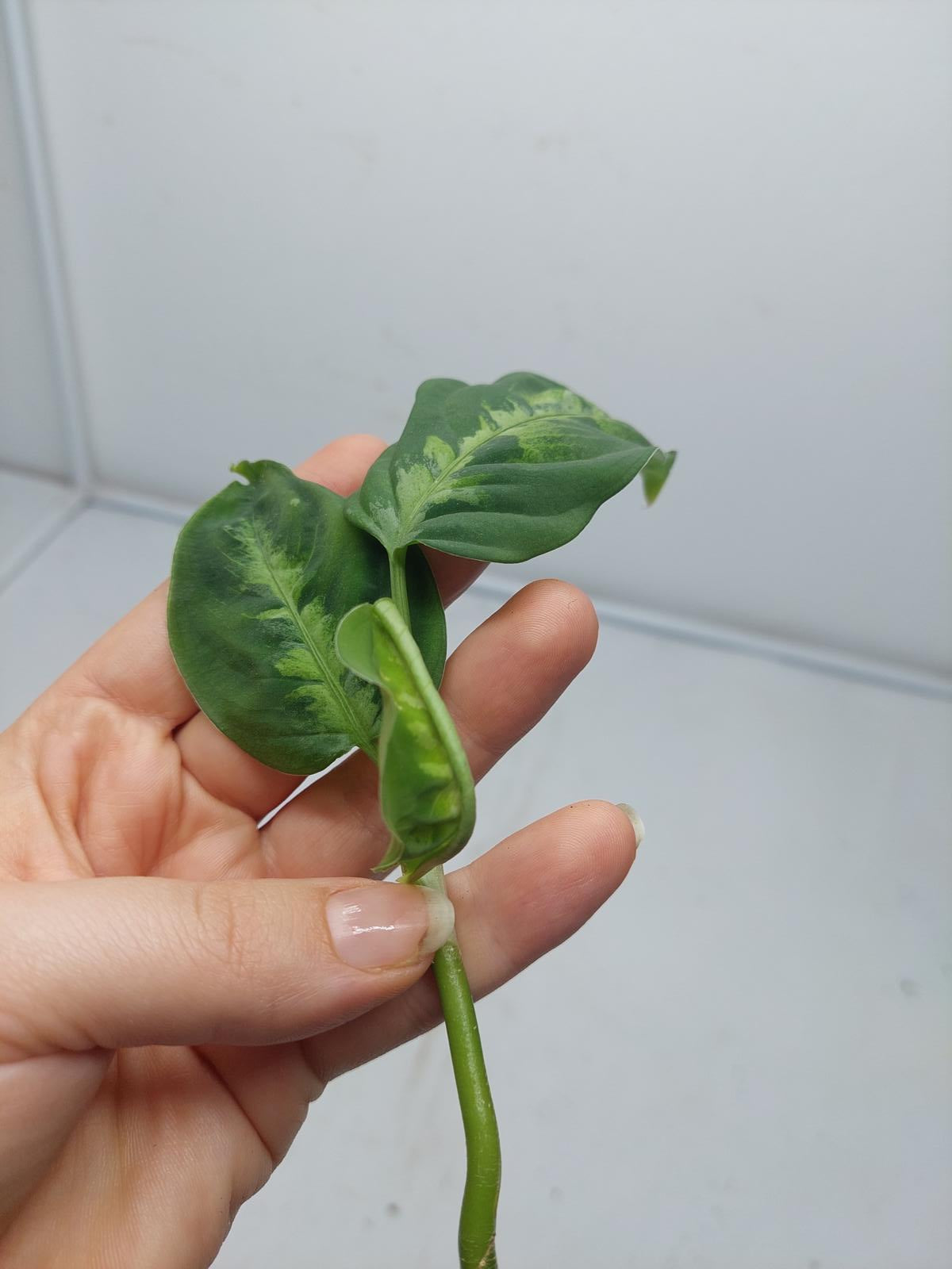 Aglaonema Pictum Tricolor Steckling