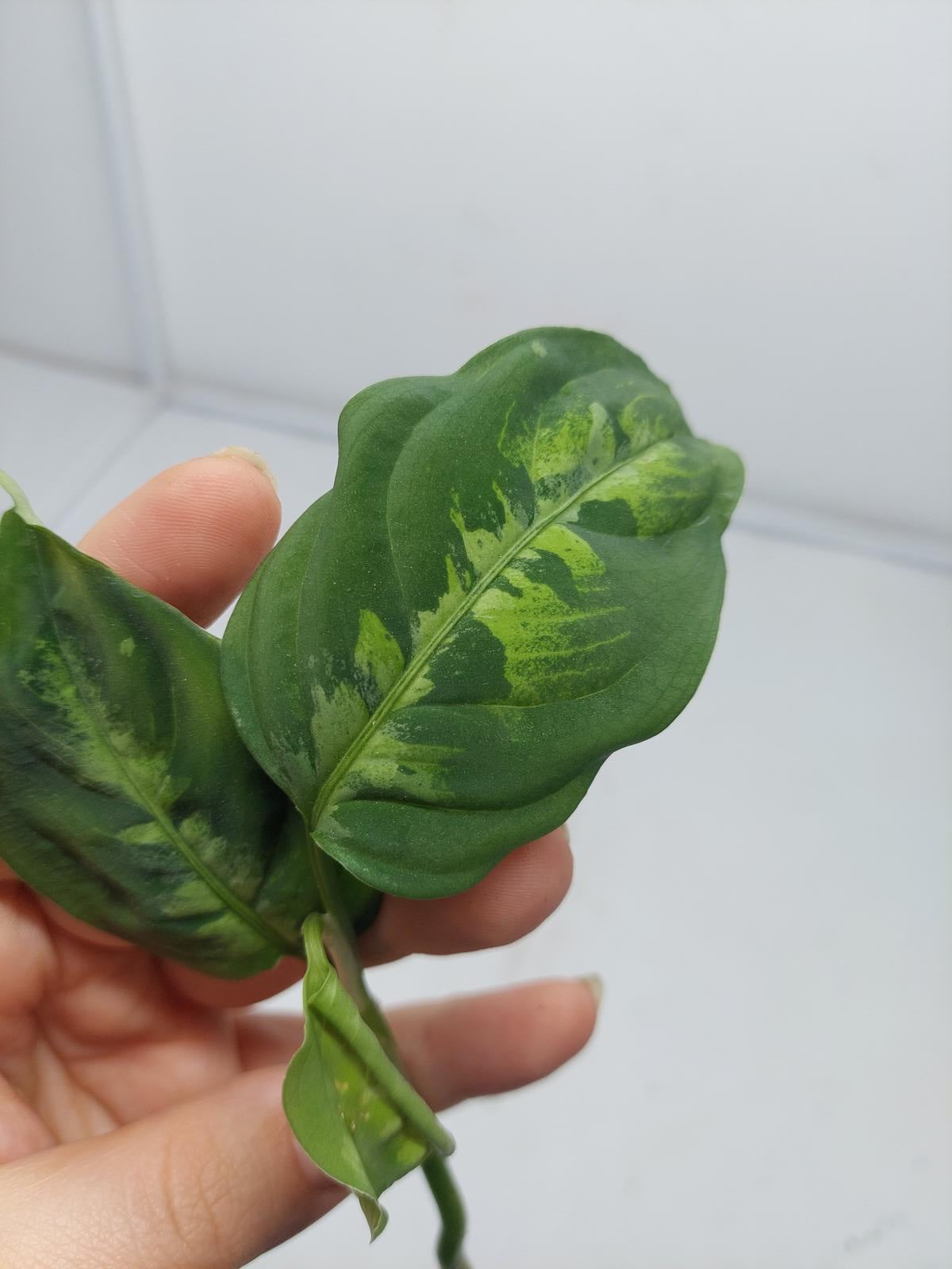 Aglaonema Pictum Tricolor Steckling