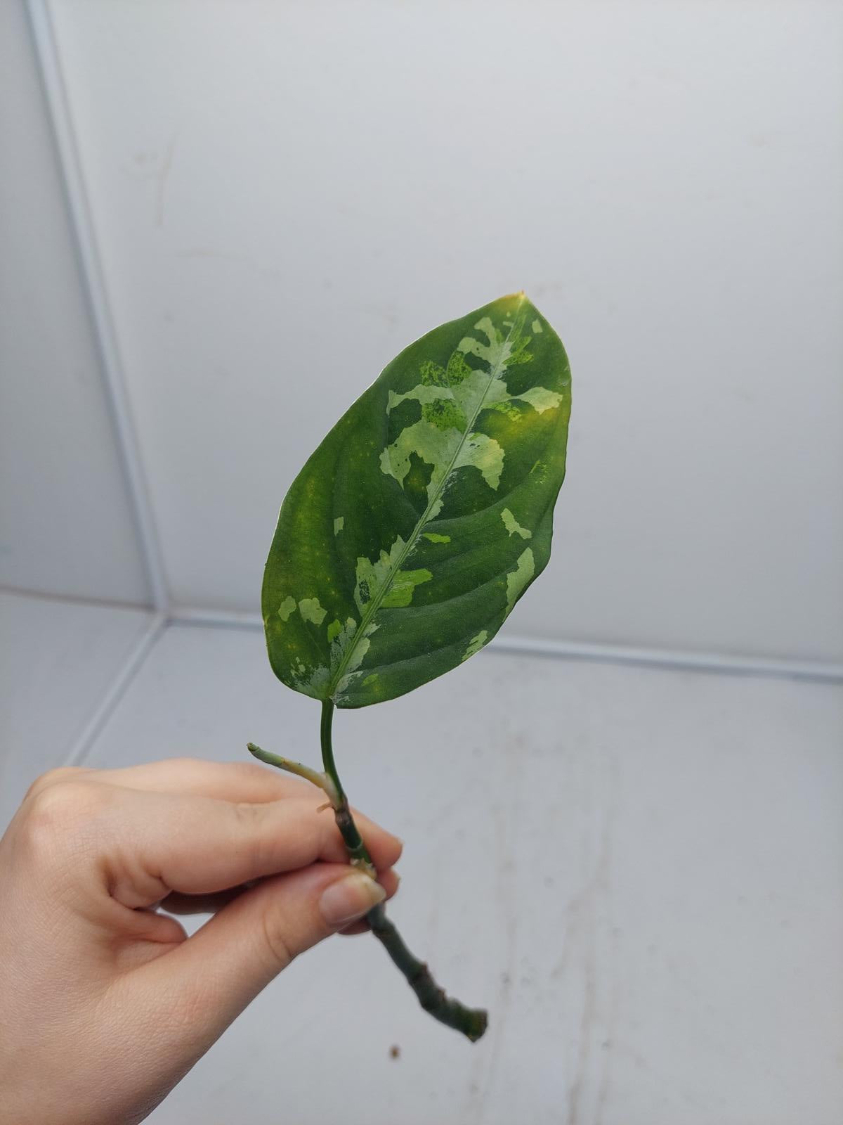 Aglaonema Pictum Tricolor Steckling