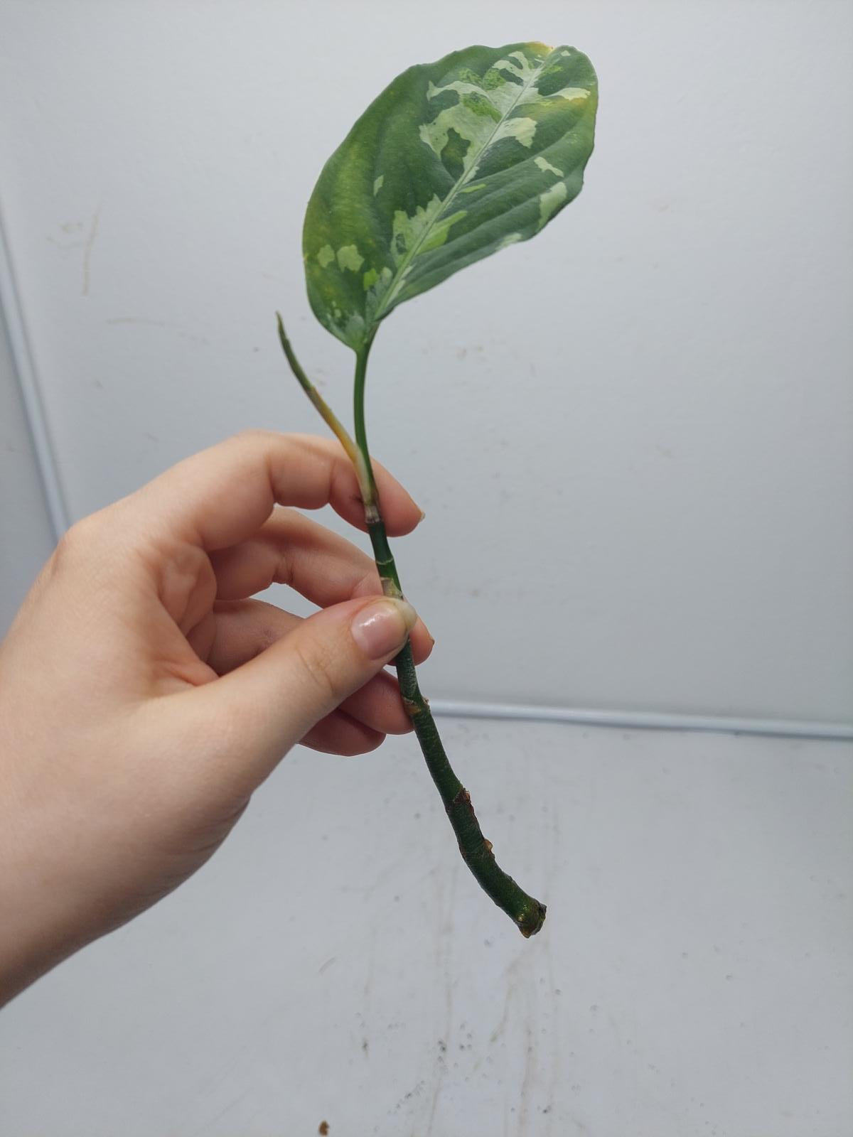 Aglaonema Pictum Tricolor Steckling