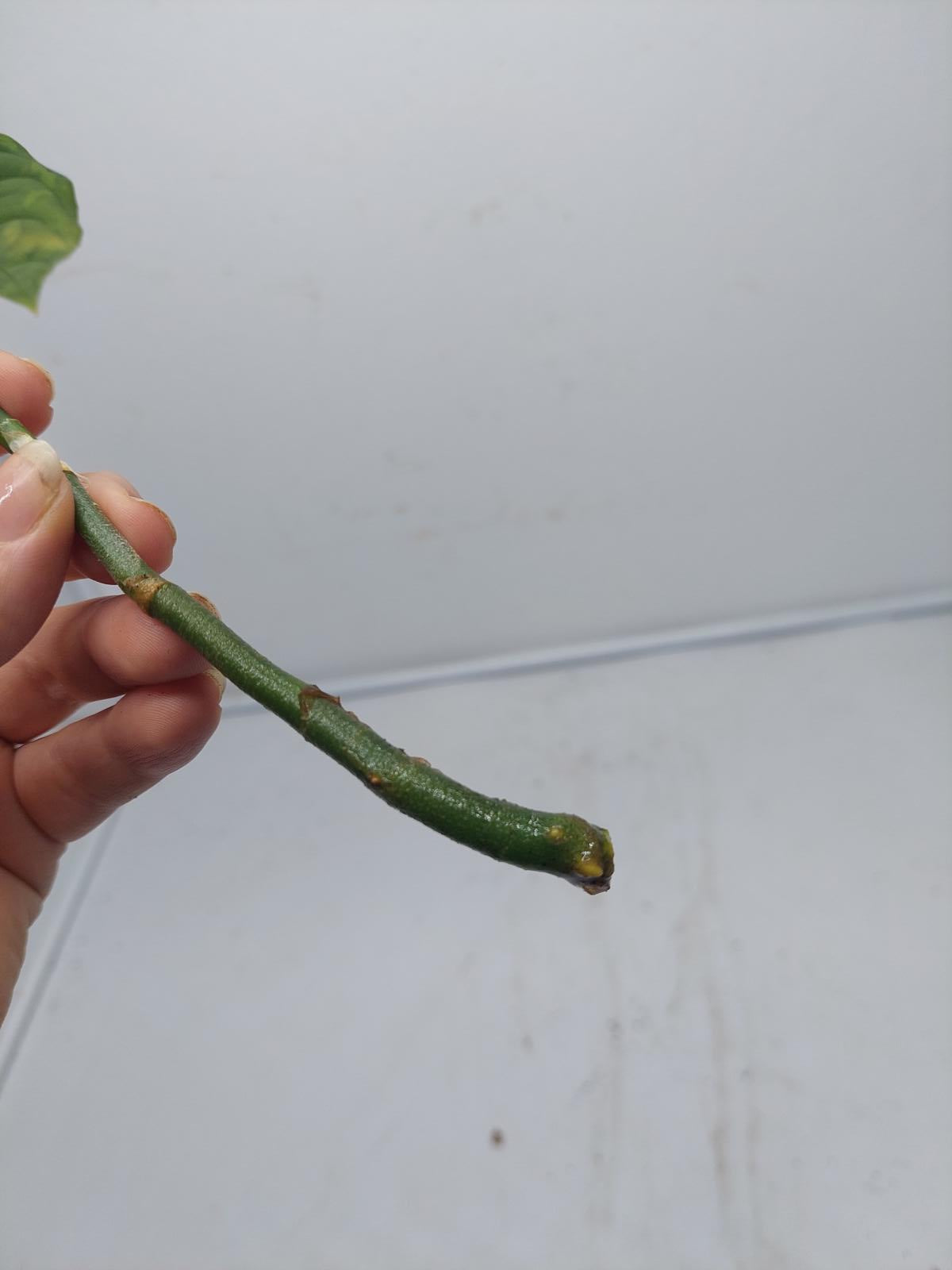 Aglaonema Pictum Tricolor Steckling