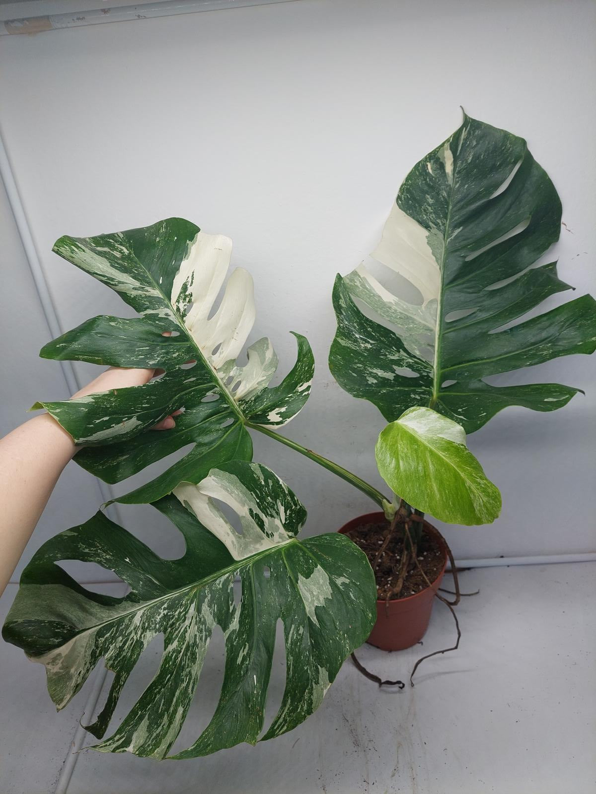 Monstera Variegata (zum aussuchen)