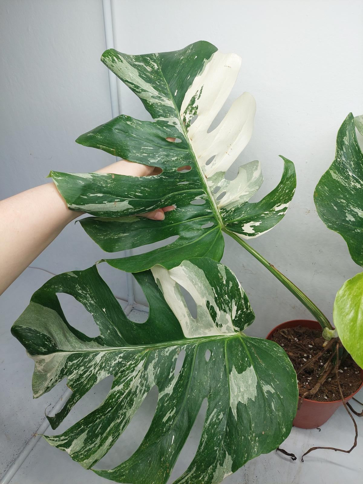 Monstera Variegata (zum aussuchen)