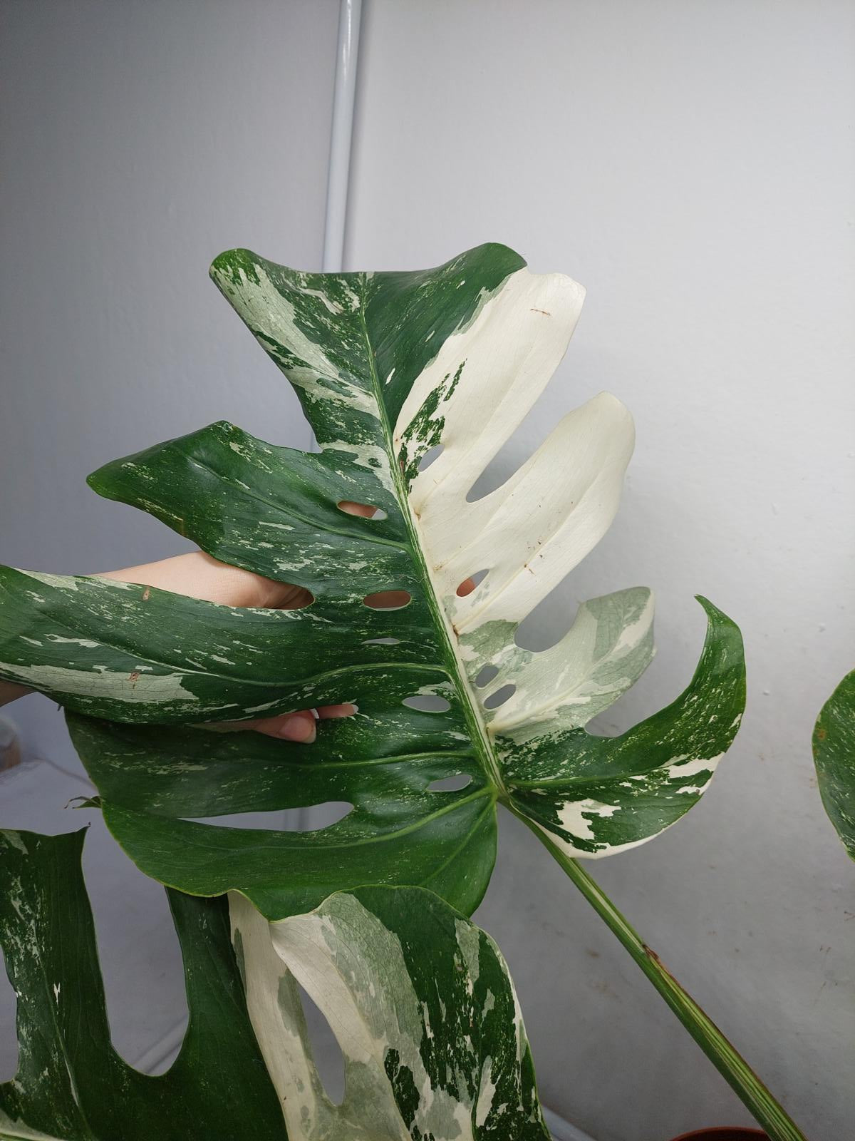 Monstera Variegata (zum aussuchen)