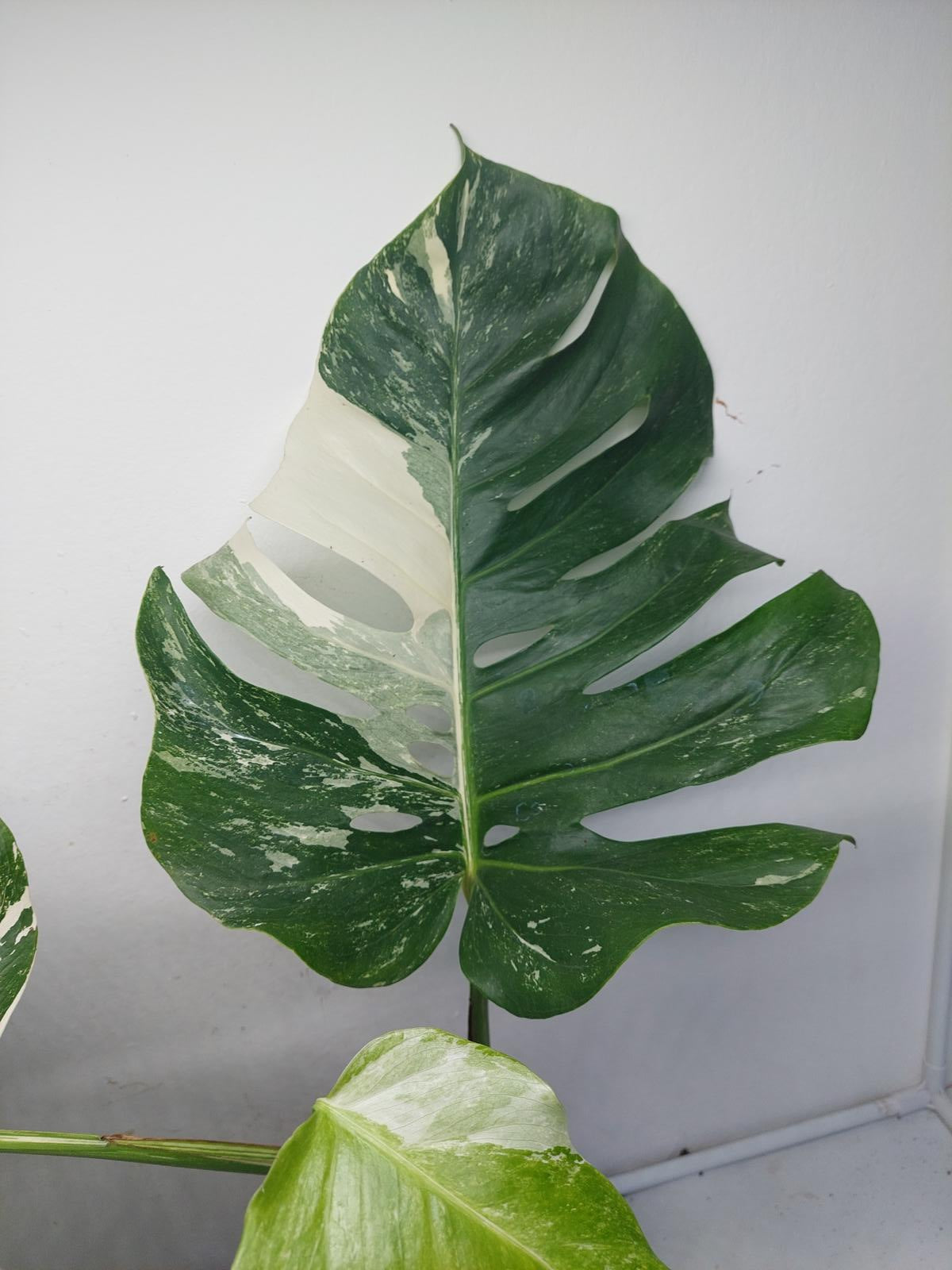 Monstera Variegata (zum aussuchen)