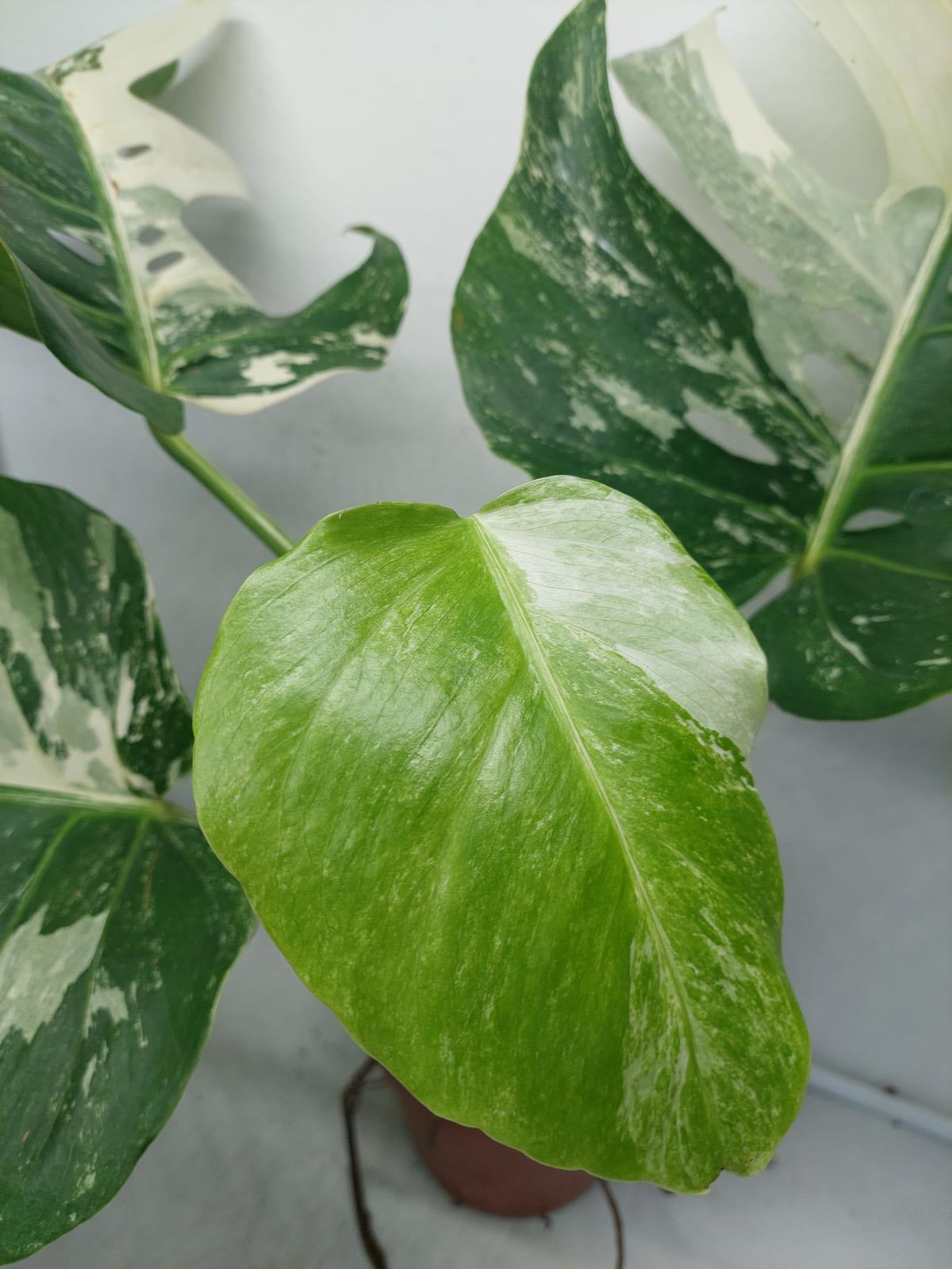 Monstera Variegata (zum aussuchen)