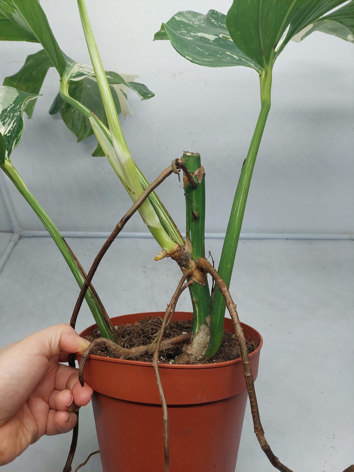 Monstera Variegata (zum aussuchen)