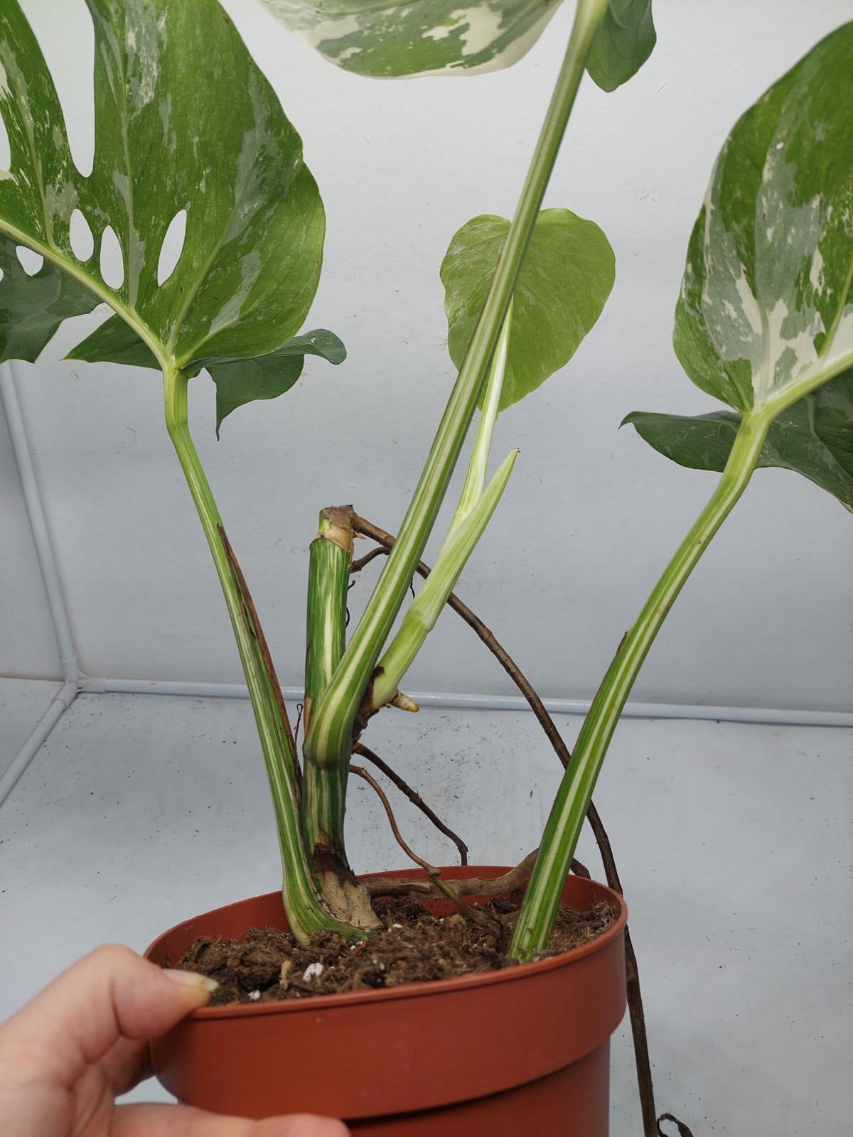 Monstera Variegata (zum aussuchen)