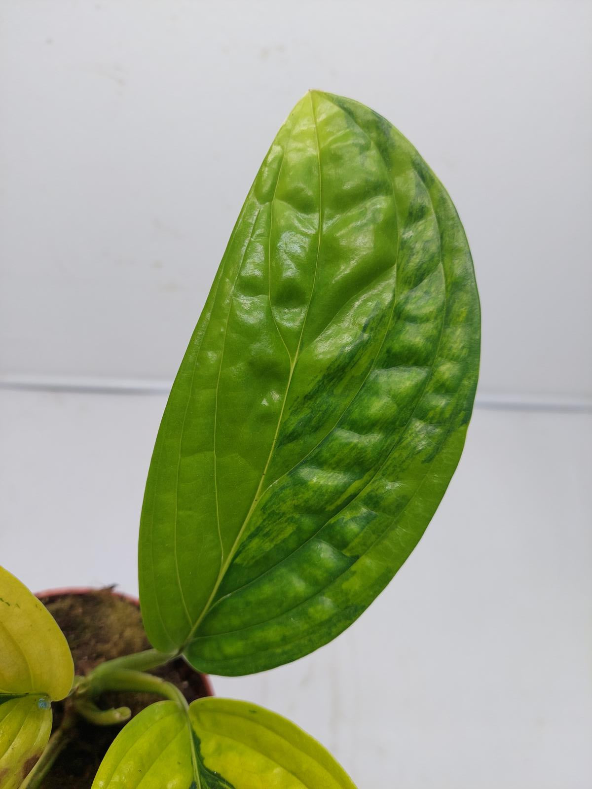 Monstera Karstenianum Peru Variegata