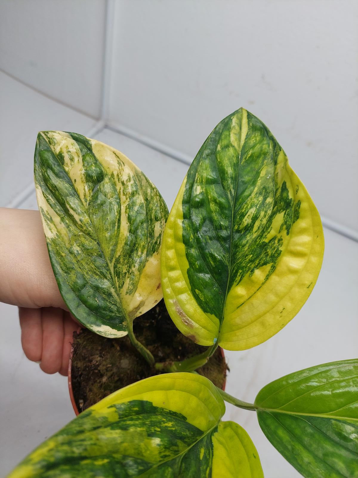 Monstera Karstenianum Peru Variegata