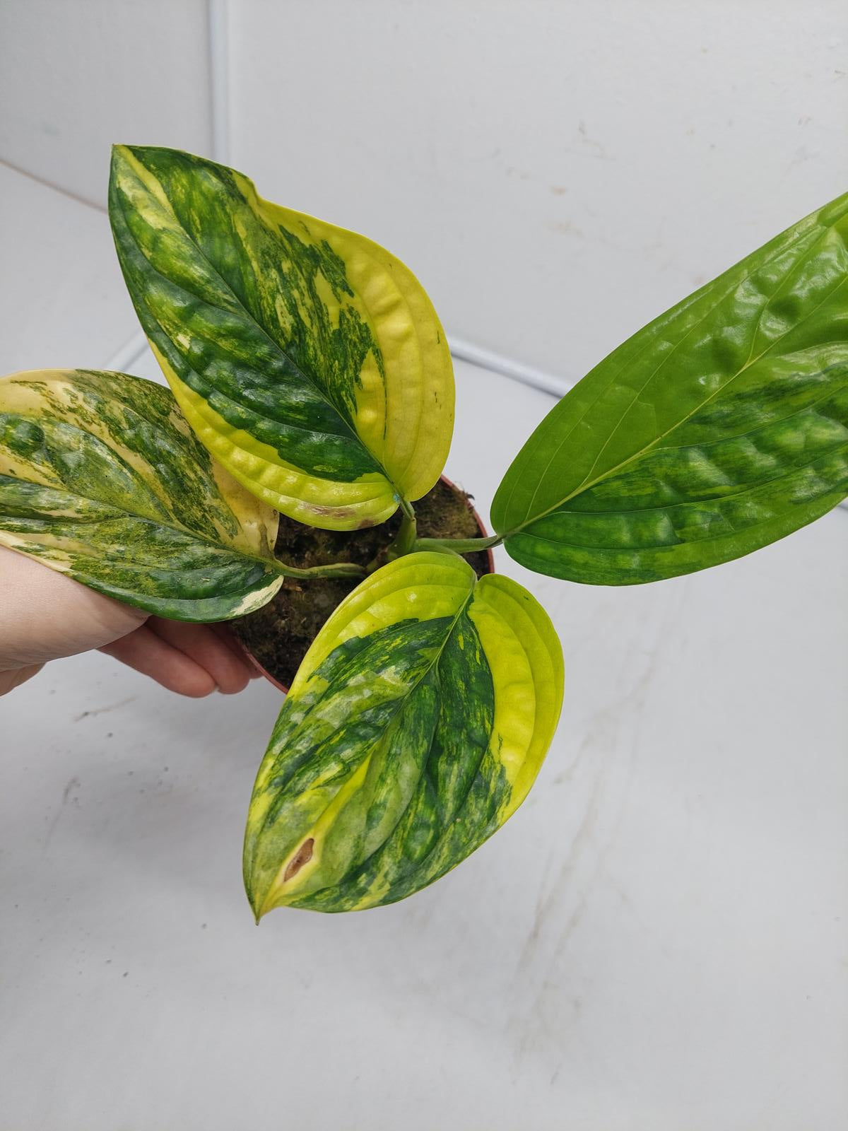 Monstera Karstenianum Peru Variegata