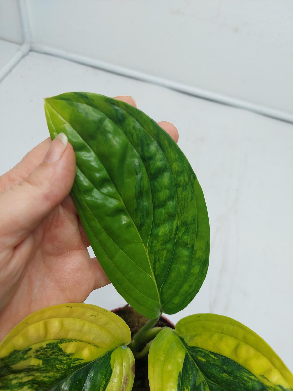 Monstera Karstenianum Peru Variegata