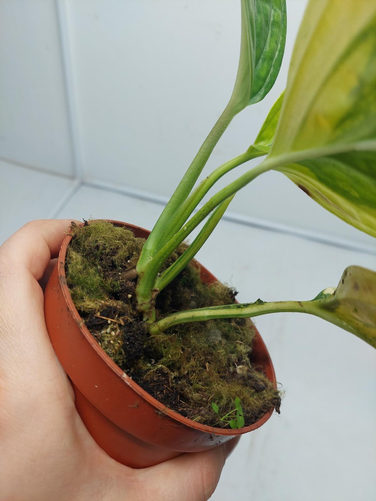 Monstera Karstenianum Peru Variegata