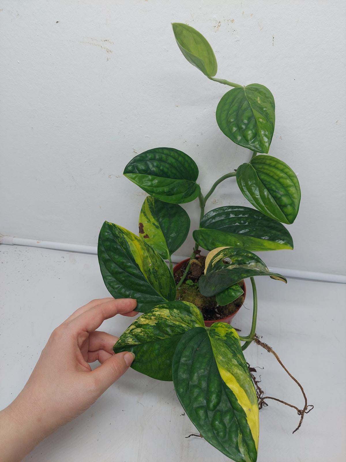 Monstera Karstenianum Peru Variegata