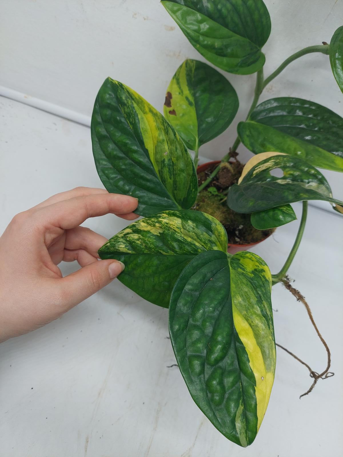 Monstera Karstenianum Peru Variegata