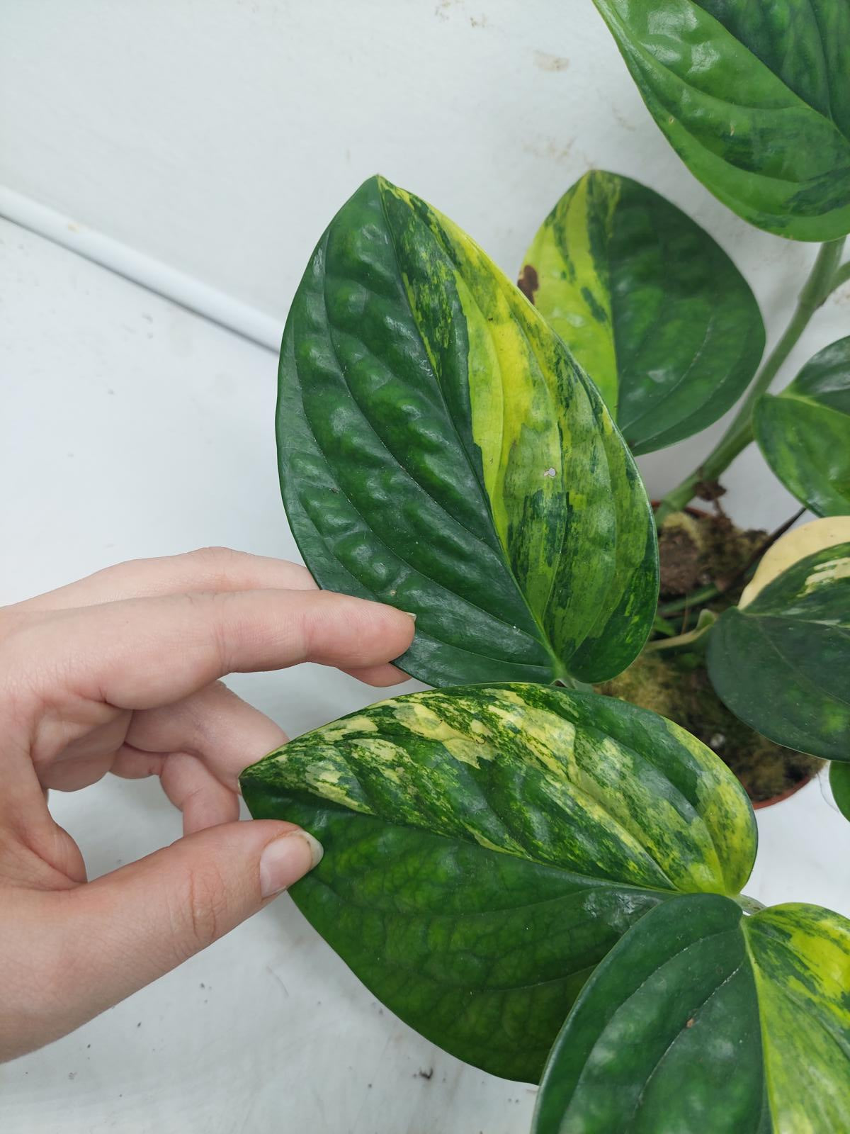 Monstera Karstenianum Peru Variegata