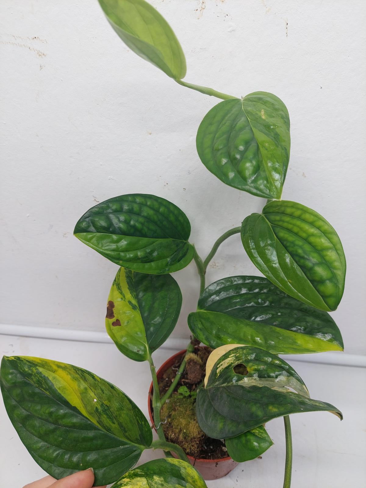 Monstera Karstenianum Peru Variegata