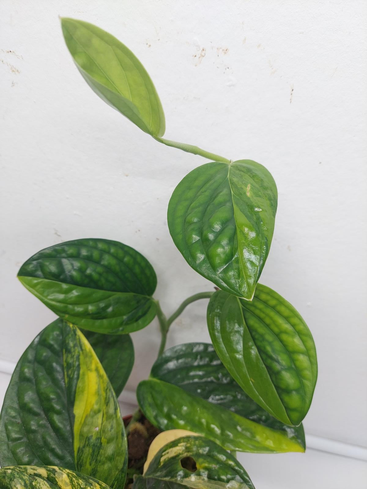 Monstera Karstenianum Peru Variegata