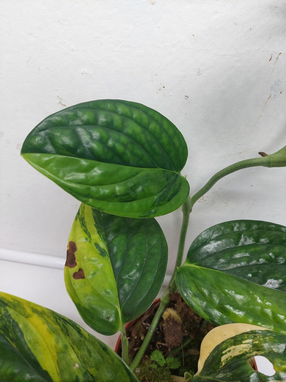 Monstera Karstenianum Peru Variegata