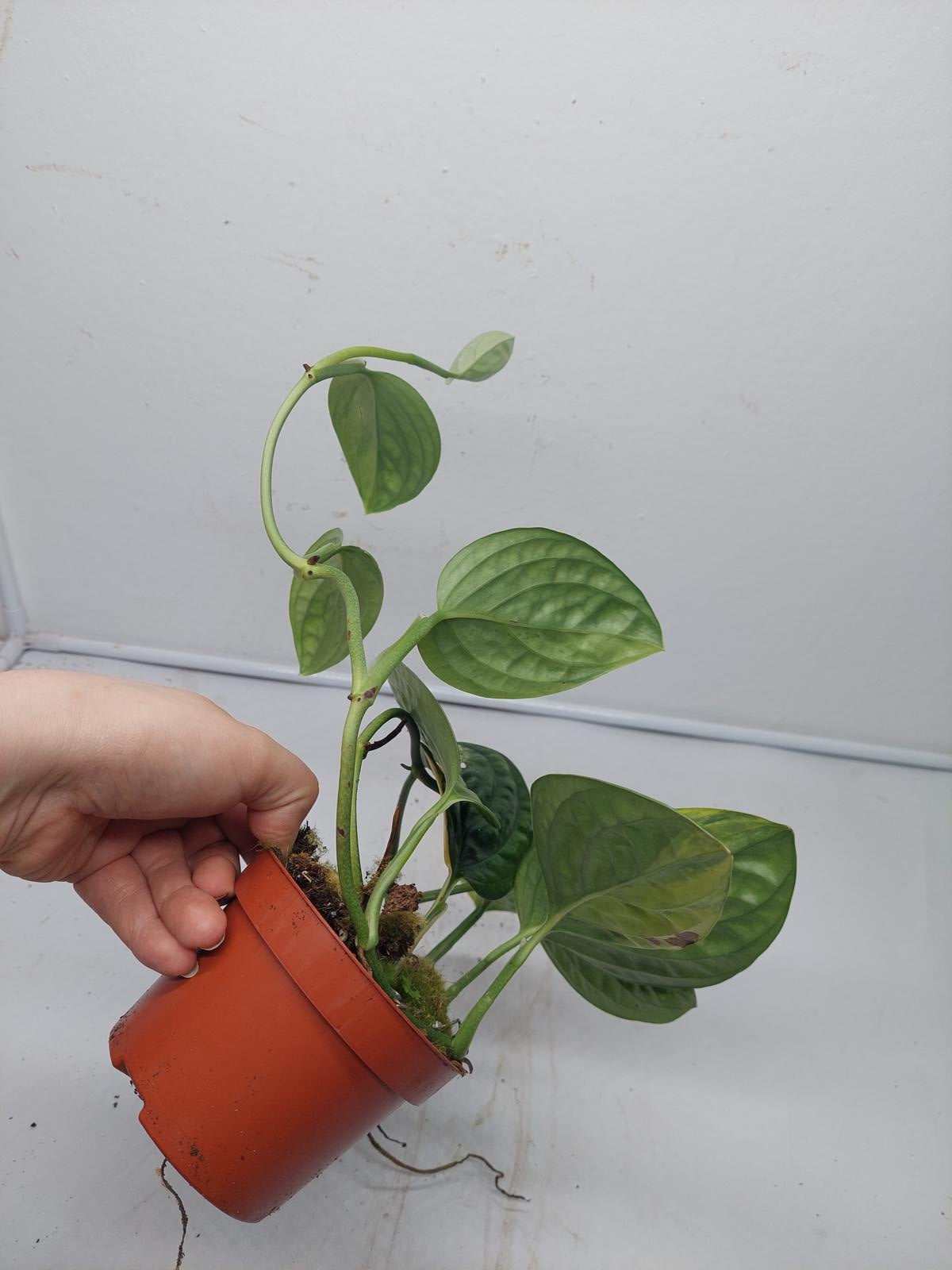 Monstera Karstenianum Peru Variegata