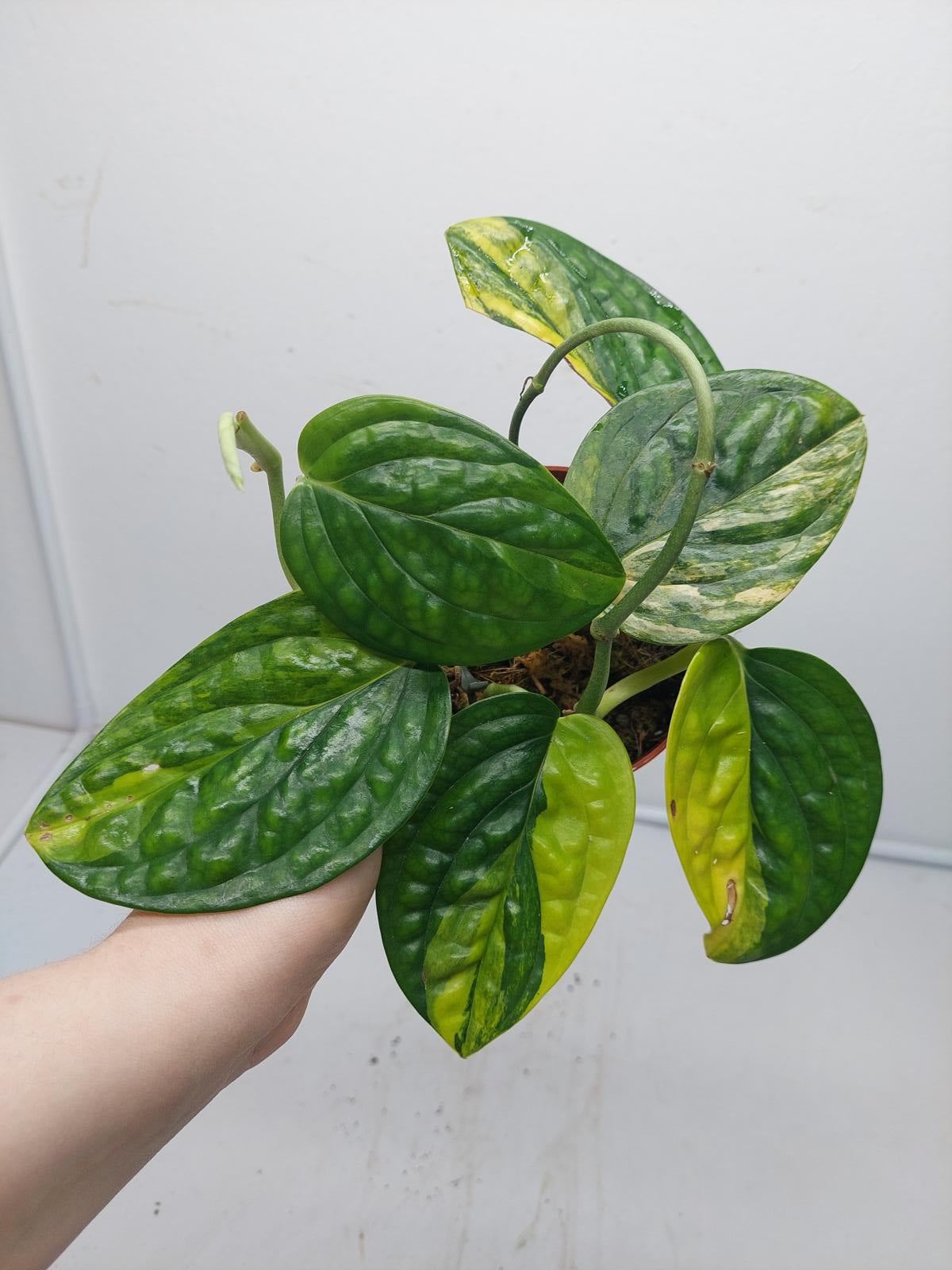 Monstera Karstenianum Peru Variegata