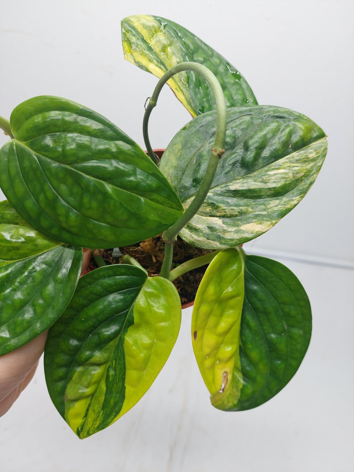 Monstera Karstenianum Peru Variegata