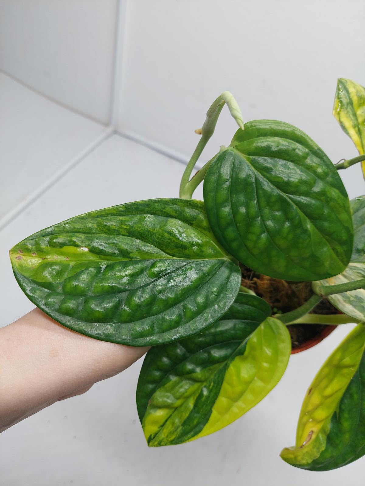 Monstera Karstenianum Peru Variegata