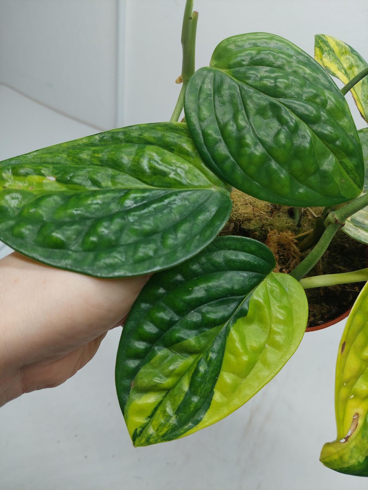 Monstera Karstenianum Peru Variegata