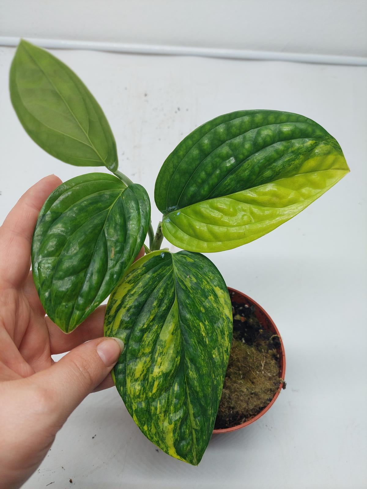 Monstera Karstenianum Peru Variegata