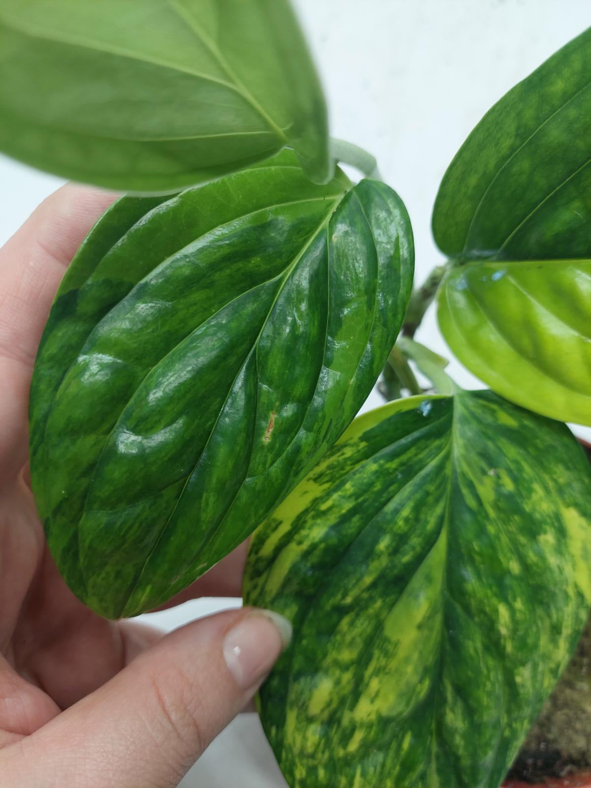 Monstera Karstenianum Peru Variegata