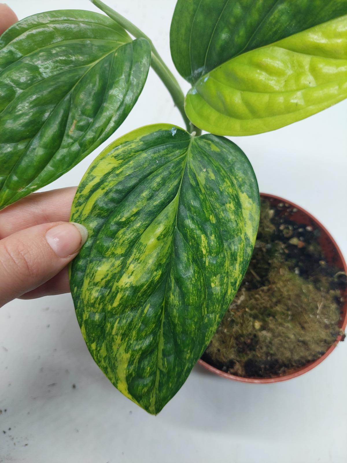 Monstera Karstenianum Peru Variegata