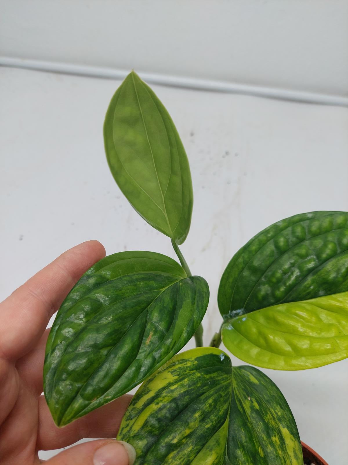 Monstera Karstenianum Peru Variegata