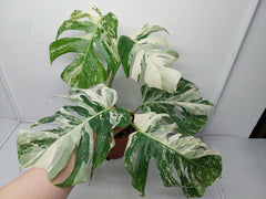 Monstera Variegata (zum aussuchen)